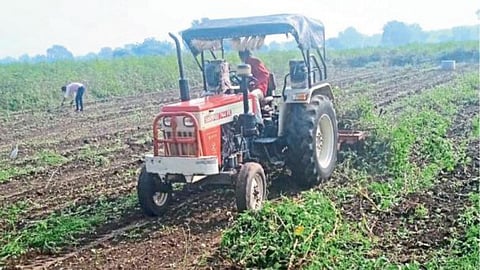 Cotton Crop