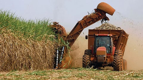 Sugarcane Crop