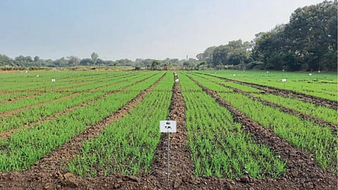 Wheat Crop