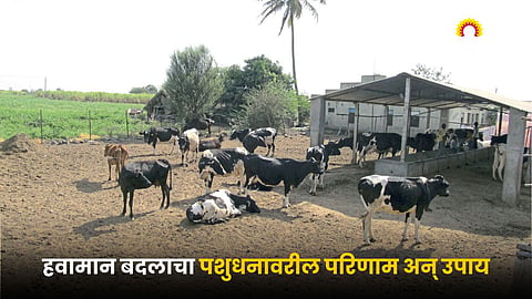 Animal Husbandry