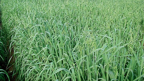 Fodder Cultivation