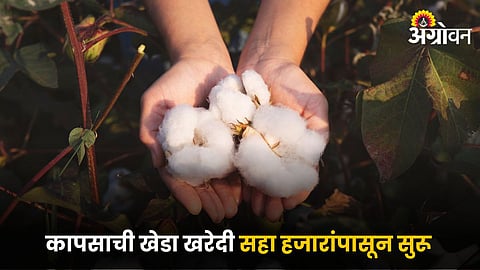 Cotton 