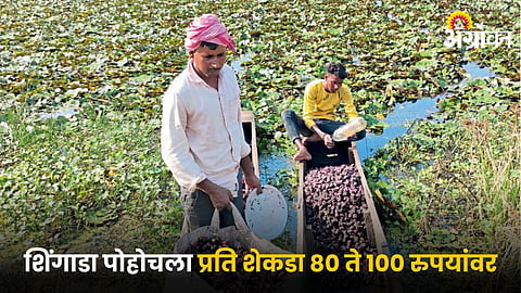 Water Chestnut Seasonal Crop