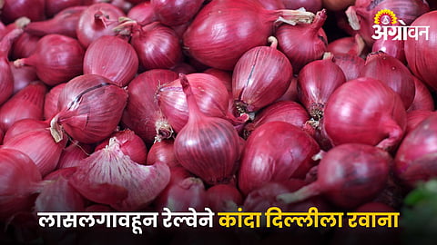 Onion