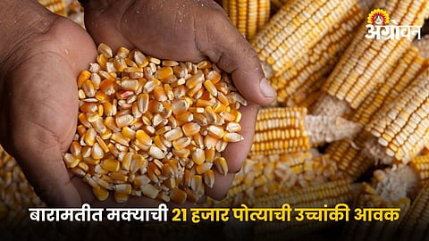 Maize