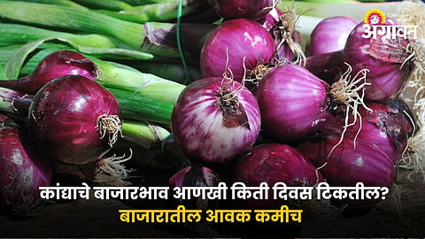 Onion