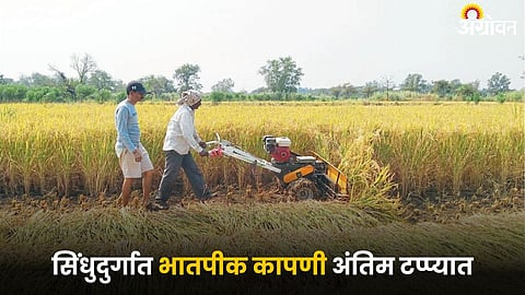 Paddy Harvesting