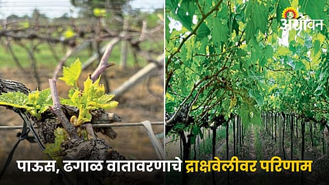 Grapevine Crop