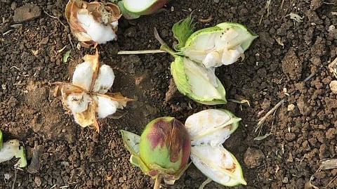 Cotton Ball Rot Disease