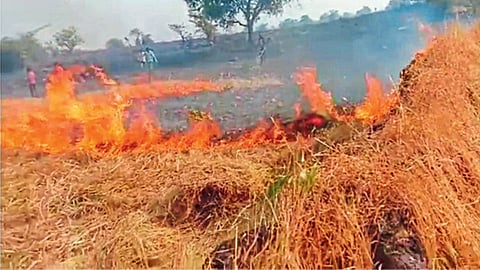 Forest Fire