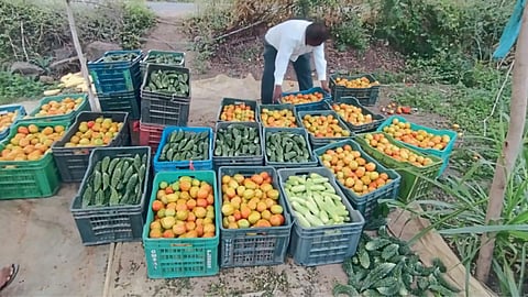 Vegetable Farming 