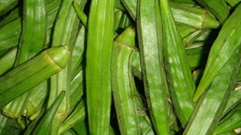 Okra Crop