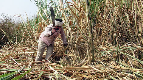 Sugarcane Price