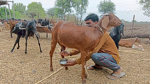 Goat Milk 