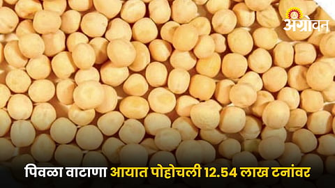 Yellow Peas