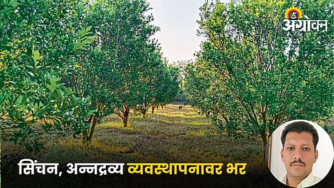 Orange Farming