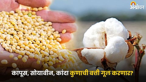Cotton, Soybean