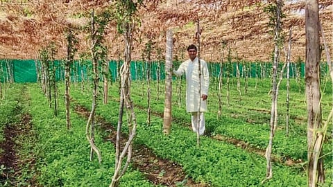Agriculture 