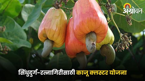 Cashew 