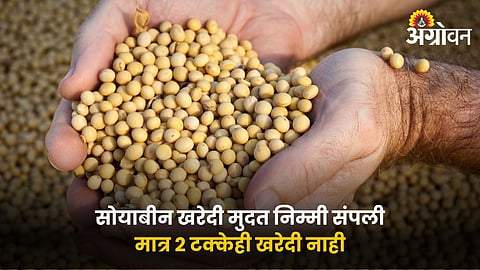 Soybean