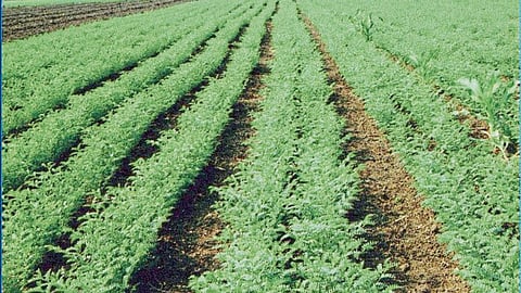 Rabi Crop