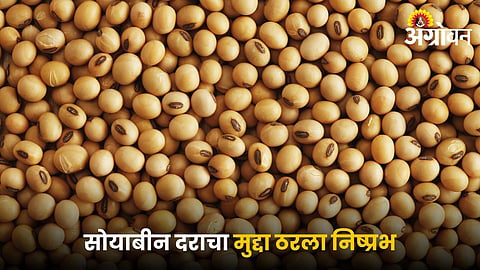 Soybean