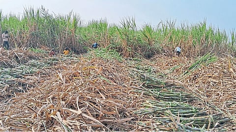 Sugarcane Harvesting 