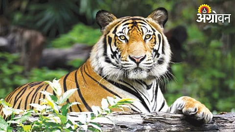 Tiger Attack