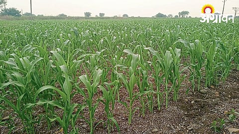 Rabi Sowing 