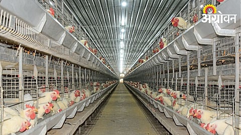 Poultry Farming 