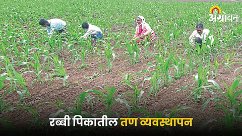 Rabi Crops