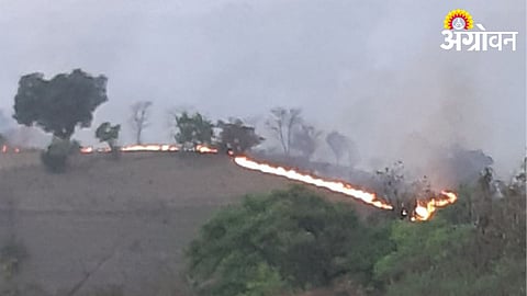 Forest Fire