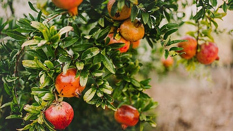 Pomegranates Rate