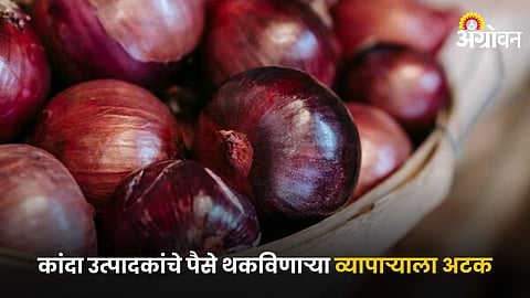Onion