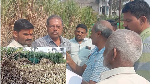 Kolhapur Sugarcane Season