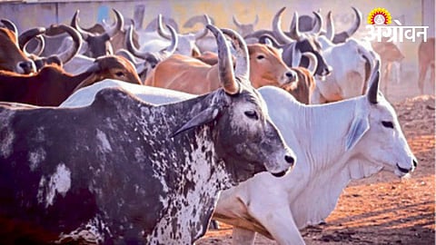 Desi Cow