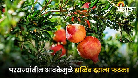 Pomegranate