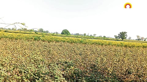 Cotton