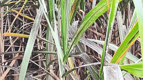 Sangli Sugarcane