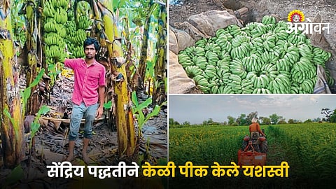 Banana Farming