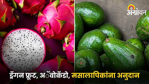 Dragon Fruit and Avocado