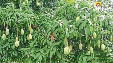 Mango