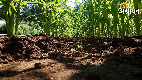 Soil Health 