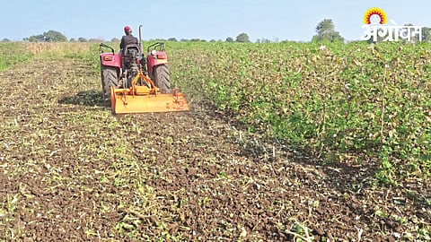 Onion Cultivation