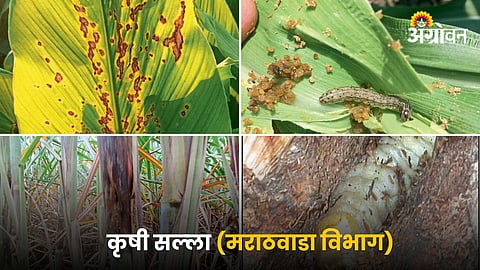 Crop Advisory
