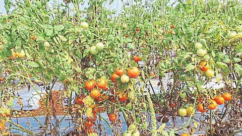 Tomato Rate