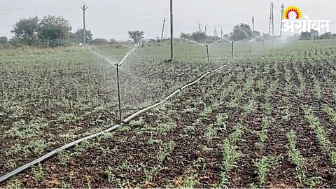 Chana Sowing 