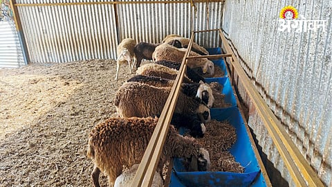 Sheep Farming 
