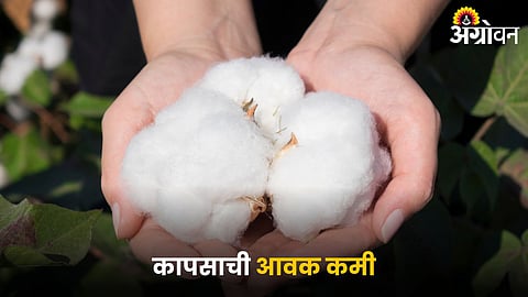 Cotton