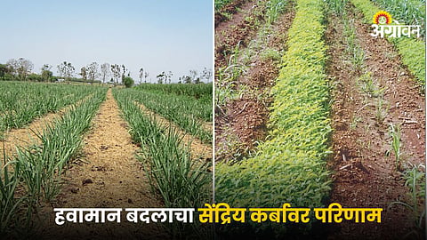 Soil Health